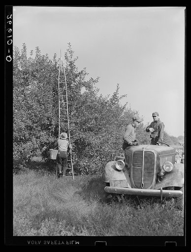 Untitled photo, possibly related to: Loading apples on truck in orchard. Camden County, New Jersey
