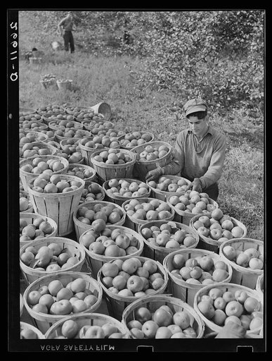 Fruit picker with truck load of apples. Camden County, New Jersey