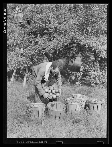 Apple picker in orchard. Camden County, New Jersey
