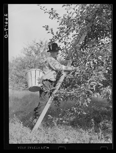 Picking apples. Camden County, New Jersey