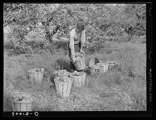 Apple picker. Camden County, New Jersey