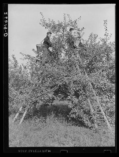 Picking apples. Camden County, New Jersey