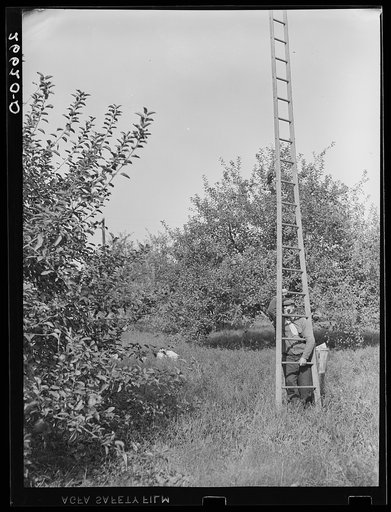 Apple picker in orchard. Camden County, New Jersey