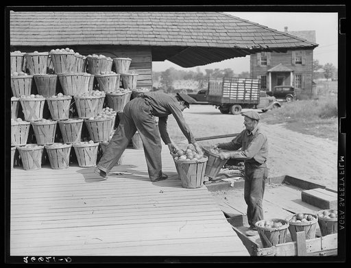 Unloading apples from orchard at packinghouse. Camden County, New Jersey