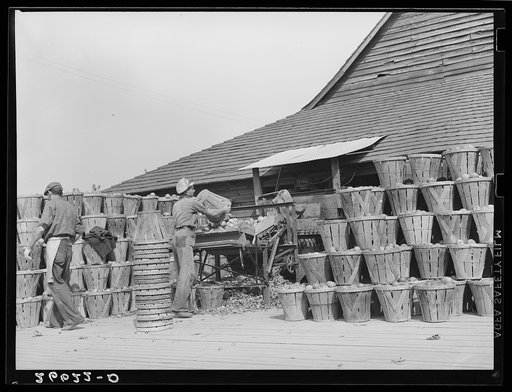 Apples at packinghouse. Camden County, New Jersey