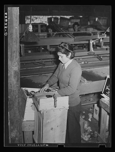 Young girl working in packinghouse. Many of these are migratory workers. Camden County, New Jersey