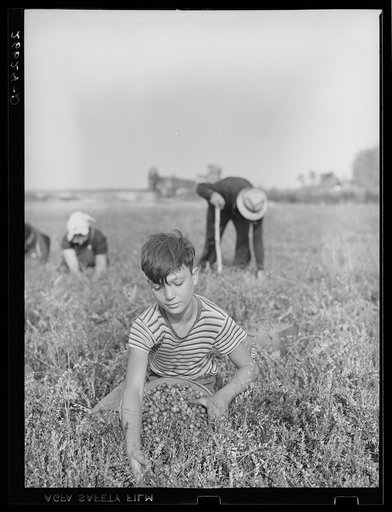Boy picking cranberries. Burlington County, New Jersey