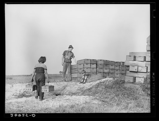 Checking station at cranberry bog. Burlington County, New Jersey