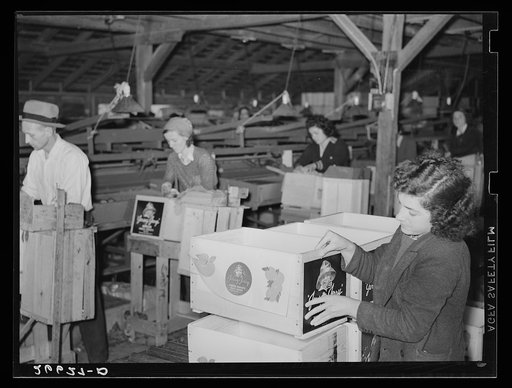 Untitled photo, possibly related to: Packing apples on a large fruit farm. Camden County, New Jersey