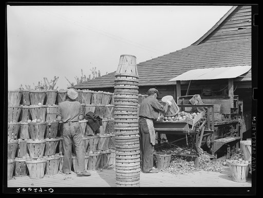 Apples at packinghouse. Camden County, New Jersey