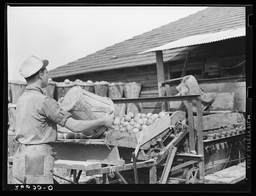 Starting a load of apples through the packinghouse. Camden County, New Jersey