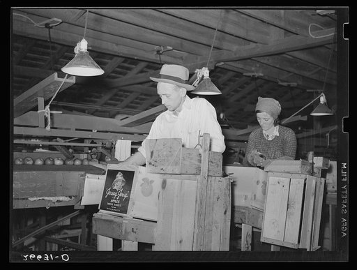 Packing apples on a large fruit farm. Camden County, New Jersey