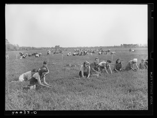 Untitled photo, possibly related to: Boy picking cranberries. Burlington County, New Jersey