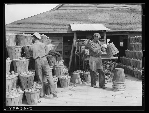 Workers at apple packinghouse. Camden County, New Jersey