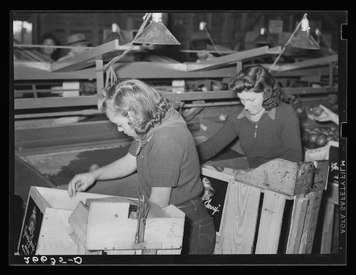Apple packinghouse workers. Camden County, New Jersey
