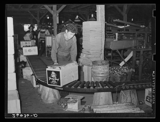 Apple packinghouse worker. Camden County, New Jersey