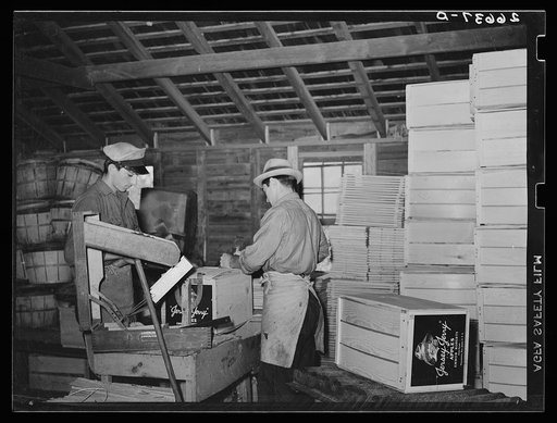 Nailing boxes packed with apples. Camden County, New Jersey
