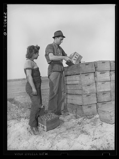 Cranberry picker at checking station. Burlington County, New Jersey