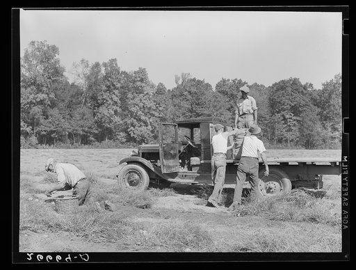 Loading bags of potatoes in field. Monmouth County, New Jersey