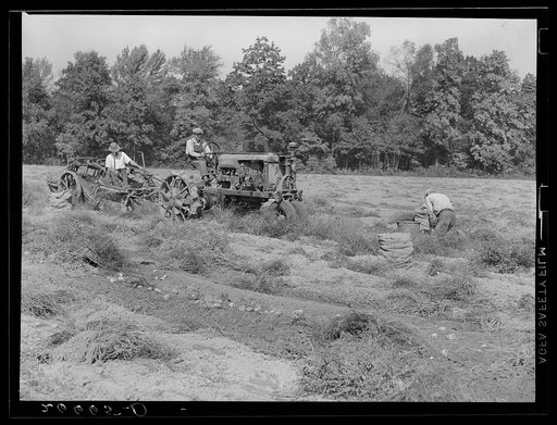 Mechnical potato digger. Monmouth County, New Jersey