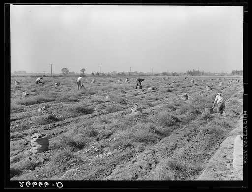 Untitled photo, possibly related to: Potato field. Most of the pickers are migratory workers from the southern states. Monmouth County, New Jersey