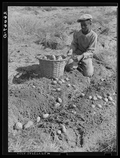 Potato picker. Monmouth County, New Jersey