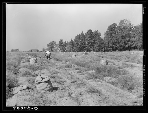 Untitled photo, possibly related to: Potato field. Most of the pickers are migratory workers from the southern states. Monmouth County, New Jersey