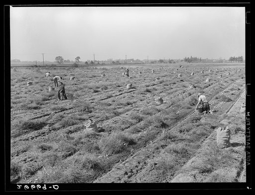 Potato field. Most of the pickers are migratory workers from the southern states. Monmouth County, New Jersey
