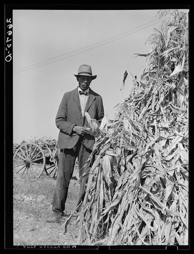 Farm laborer who has seasonal employment on corporation farms housing corn grown on vacant lot. "Eighty Acres," Glassboro, New Jersey