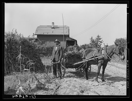 Vacant lots are used as gardens by farm workers living at "Eighty Acres." Glassboro, New Jersey
