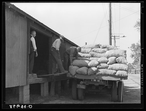 Unloading bags of potatoes at railroad yard. Freehold, New Jersey