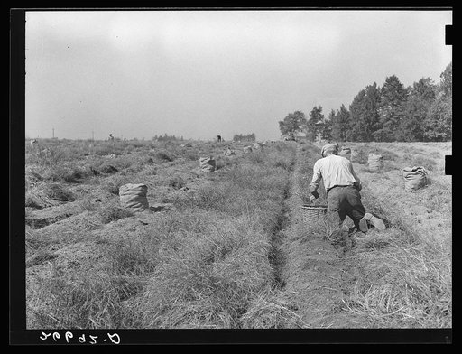 Potato field. Monmouth County, New Jersey