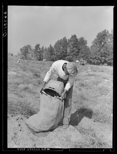 Migratory workers from southern states pick potatoes at six cents a bag. Monmouth County, New Jersey