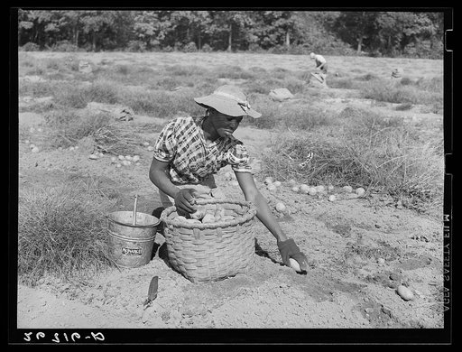 Potato picker. Monmouth County, New Jersey