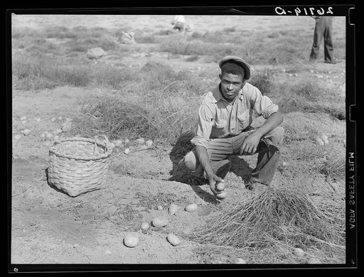 Potato pickers. Monmouth County, New Jersey
