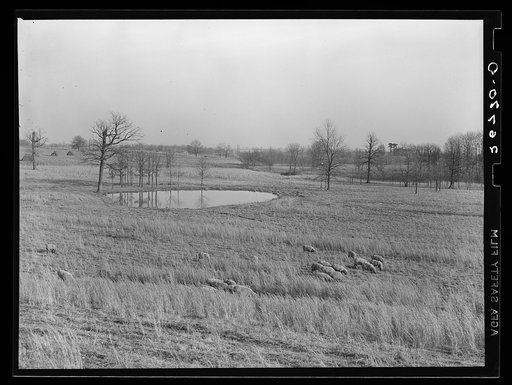 Farmland. Alleghany County, Virginia