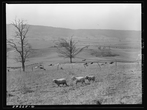 Farmland. Alleghany County, Virginia