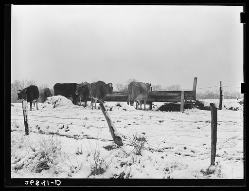 Winter farm scene. Williamson County, Illinois