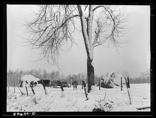 Winter farm scene. Williamson County, Illinois