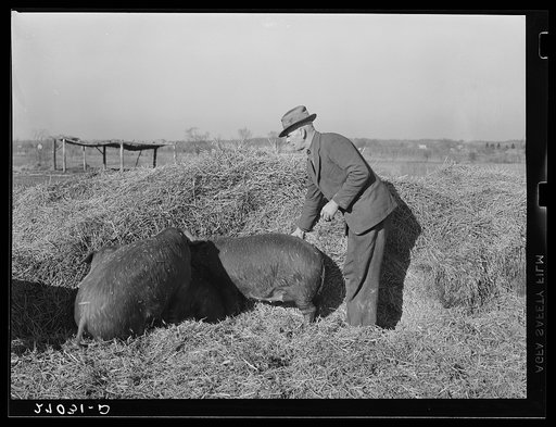Tenant purchase client with hogs. Saline County, Illinois. General caption: this set of pictures shows the effect of a tenant purchase loan for Loomis Hardesty, of Saline County, Illinois. The FSA (Farm Security Administration) bought a 260-acre farm and made livestock and equipment available to him