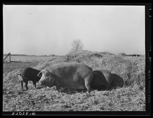 Untitled photo, possibly related to: Tenant purchase client with hogs. Saline County, Illinois. General caption: this set of pictures shows the effect of a tenant purchase loan for Loomis Hardesty, of Saline County, Illinois. The FSA (Farm Security Administration) bought a 260-acre farm and made liv