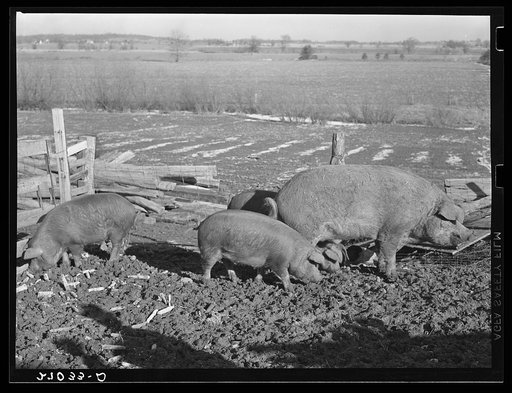 Untitled photo, possibly related to: Tenant purchase client with hogs. Saline County, Illinois. General caption: this set of pictures shows the effect of a tenant purchase loan for Loomis Hardesty, of Saline County, Illinois. The FSA (Farm Security Administration) bought a 260-acre farm and made liv