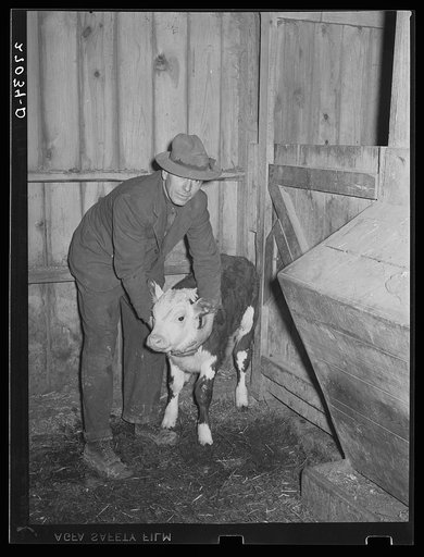 Tenant purchase client with calf. Saline County, Illinois (see 27031-D)