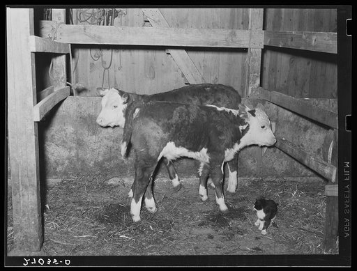 Tenant purchase client's calves. Saline County, Illinois