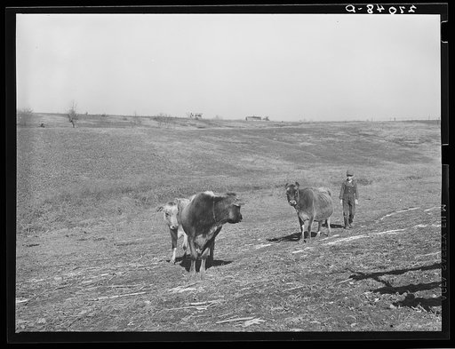 Rehabilitation client's cows. Gallatin County, Illinois (see 27018-D)
