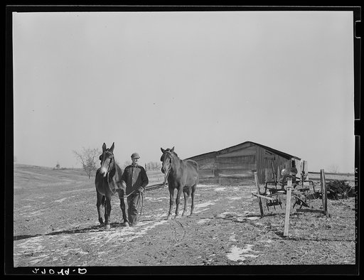 Rehabilitation Administration client with mule and horse. Gallatin County, Illinois (see 27018-D)