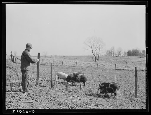 Rehabilitation Administration client's pigs. Gallatin County, Illinois (see 27018-D)