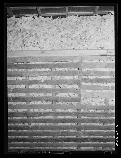 Tenant purchase client's surplus corn. Saline County, Illinois