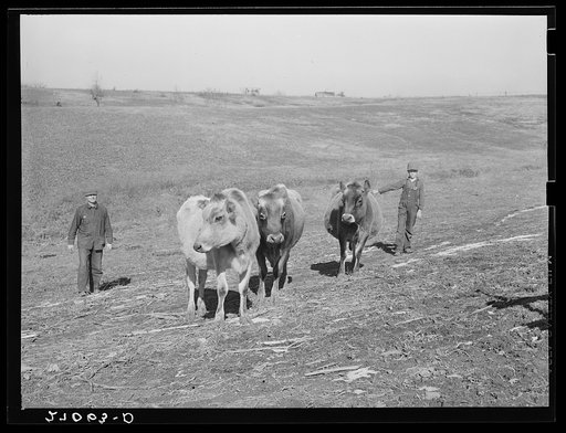 Untitled photo, possibly related to: Rehabilitation client's cows. Gallatin County, Illinois (see 27018-D)