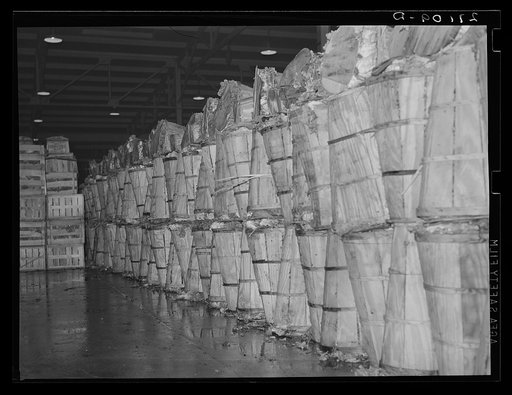Crates of green vegetables at produce market. Pier 29, New York City